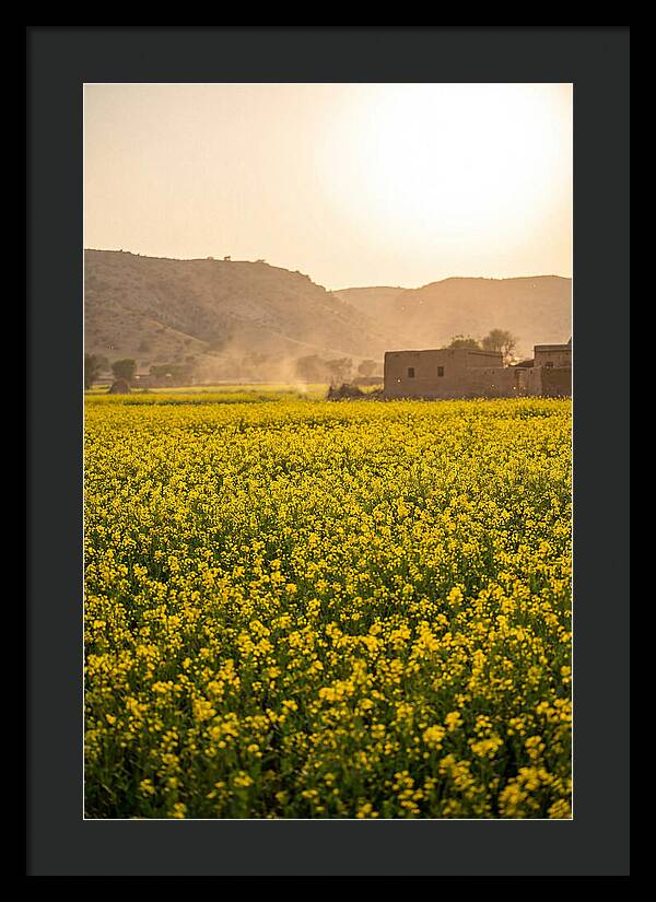 Golden Fields Under The Sun