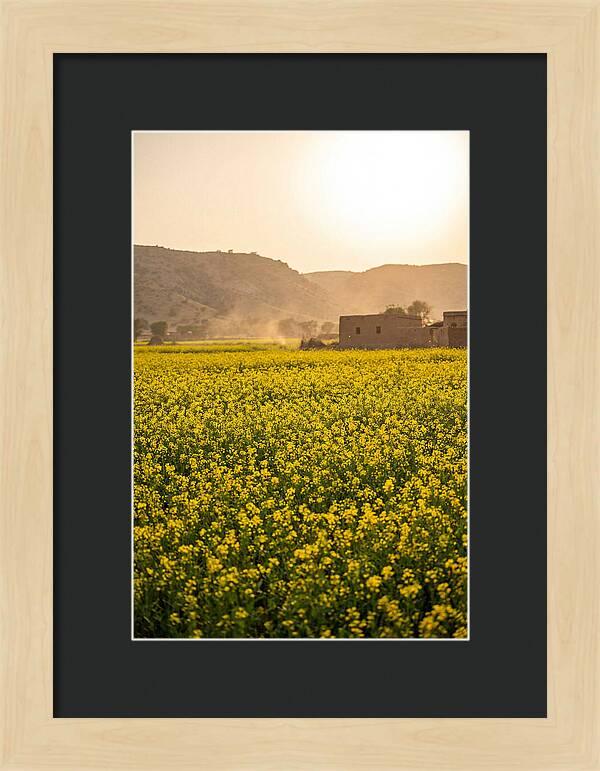 Golden Fields Under The Sun