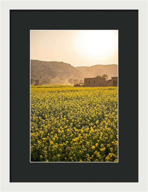 Golden Fields Under The Sun