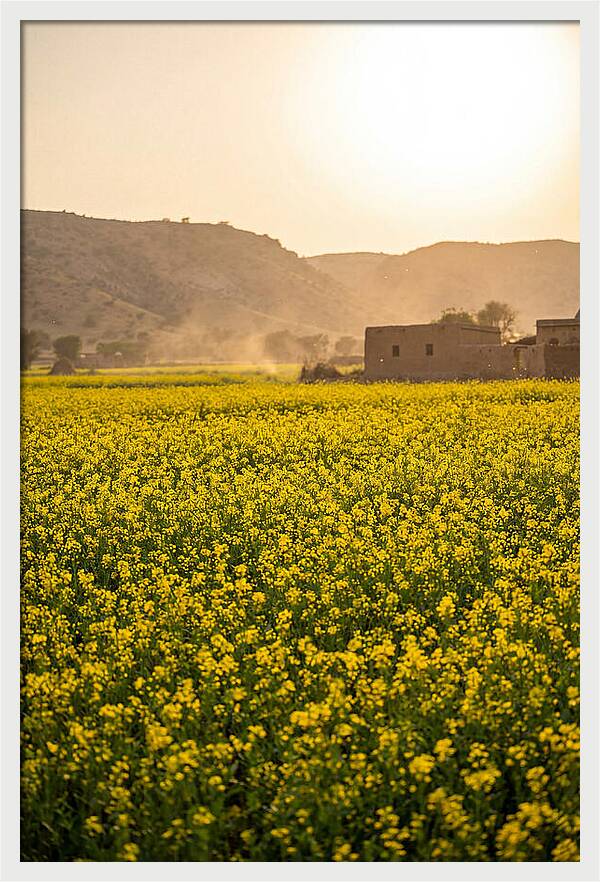 Golden Fields Under The Sun