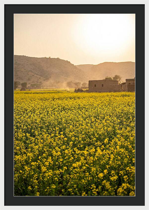 Golden Fields Under The Sun