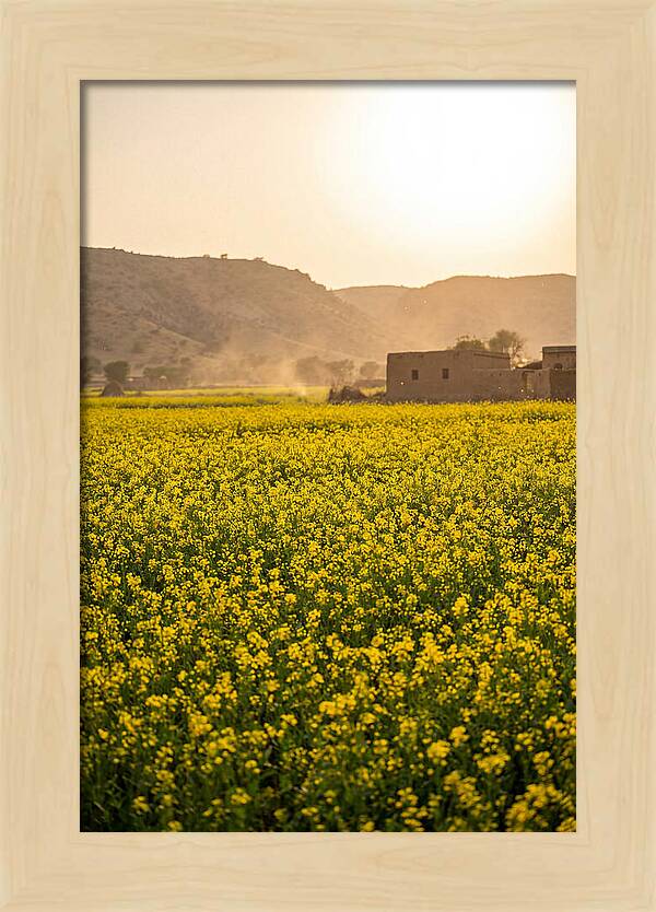 Golden Fields Under The Sun