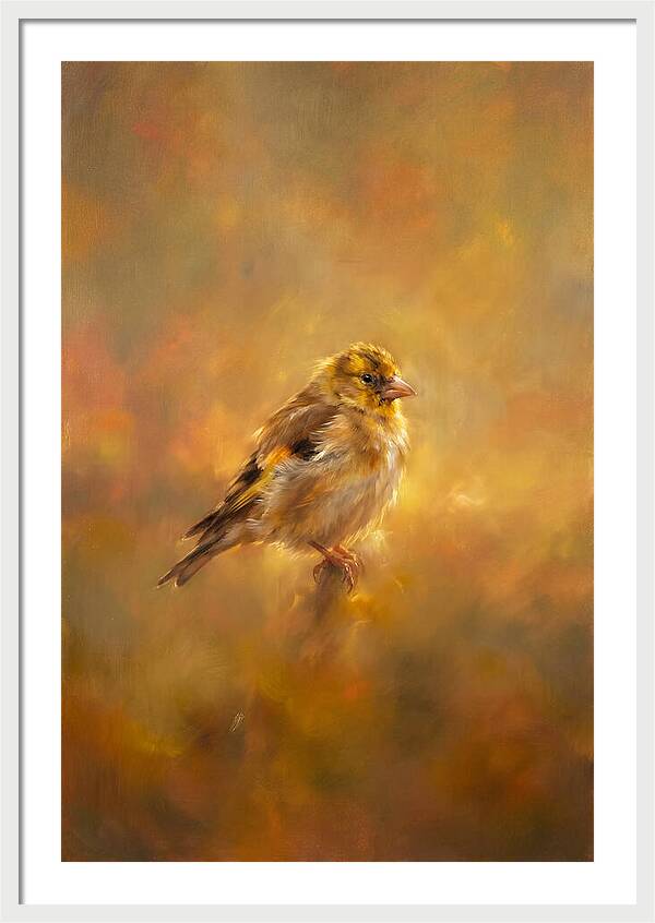 Golden Finch In Glow