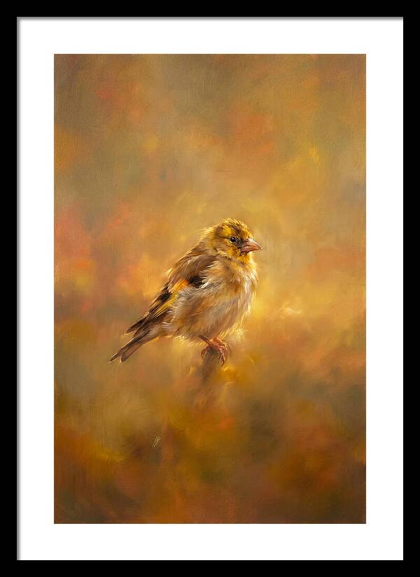 Golden Finch In Glow