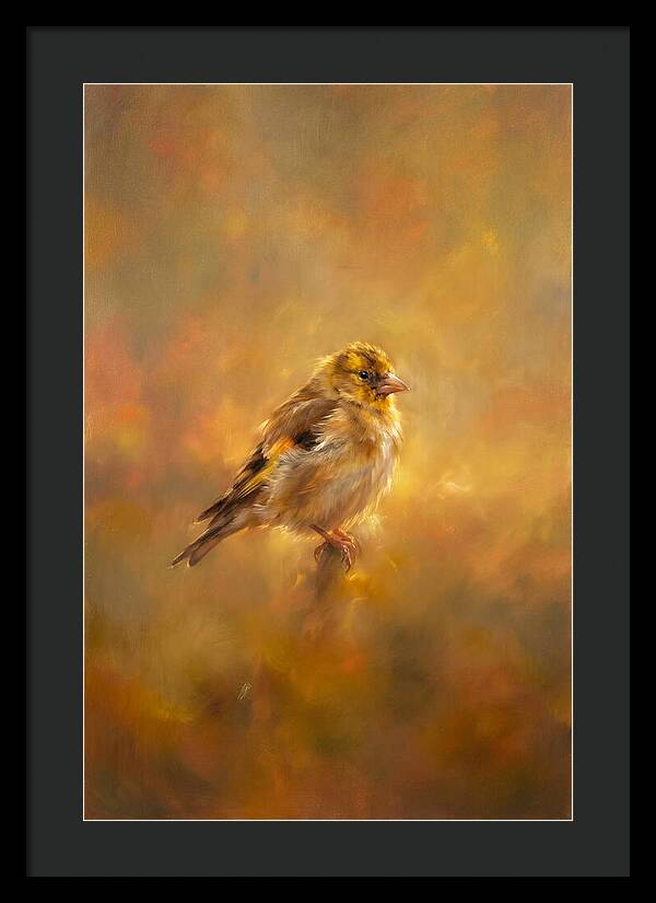 Golden Finch In Glow