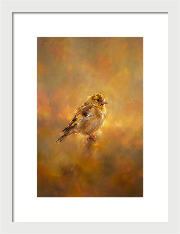 Golden Finch In Glow