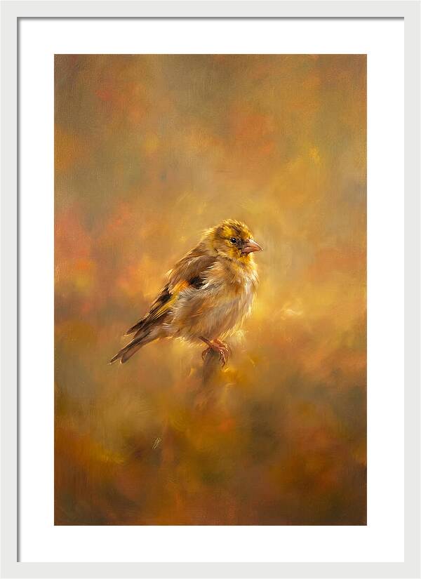 Golden Finch In Glow