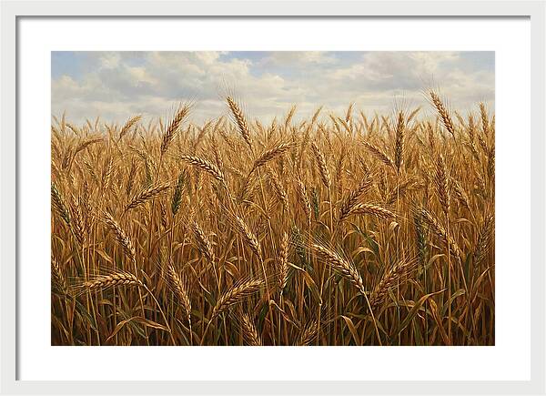 Golden Grain Field Serenity