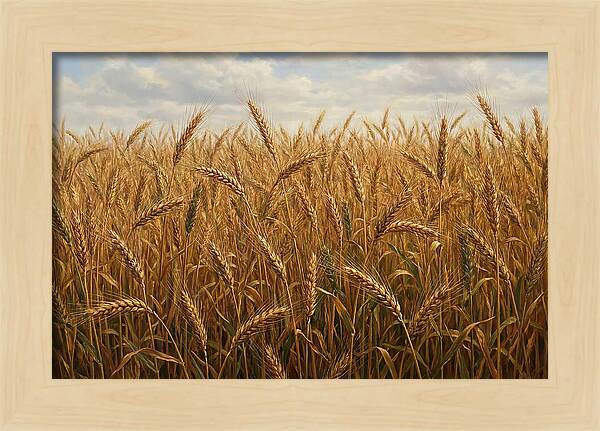 Golden Grain Field Serenity