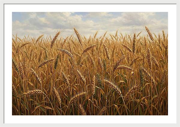 Golden Grain Field Serenity