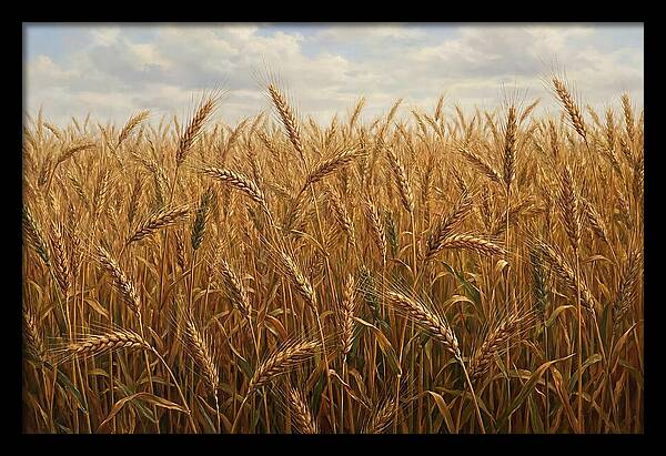 Golden Grain Field Serenity