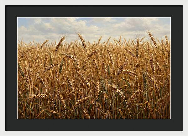 Golden Grain Field Serenity