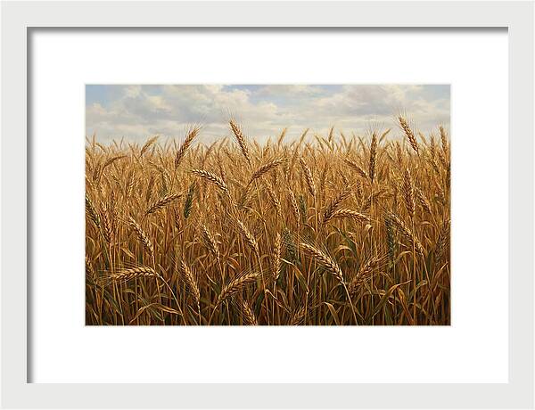 Golden Grain Field Serenity