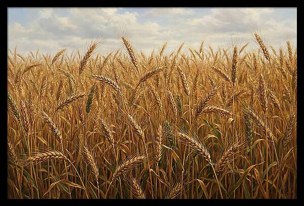 Golden Grain Field Serenity