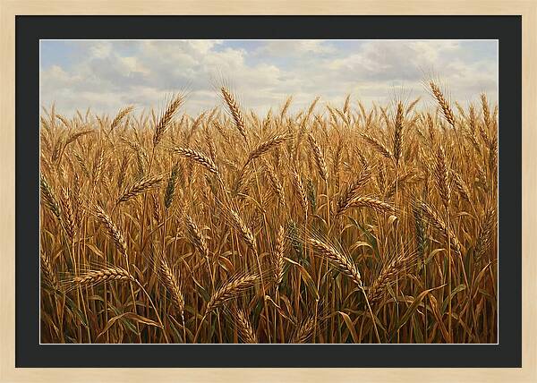 Golden Grain Field Serenity