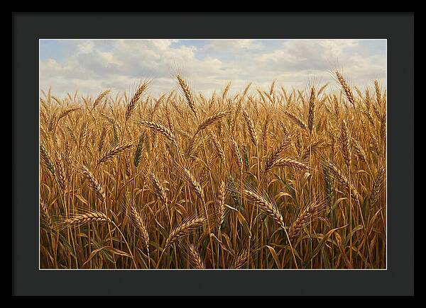 Golden Grain Field Serenity