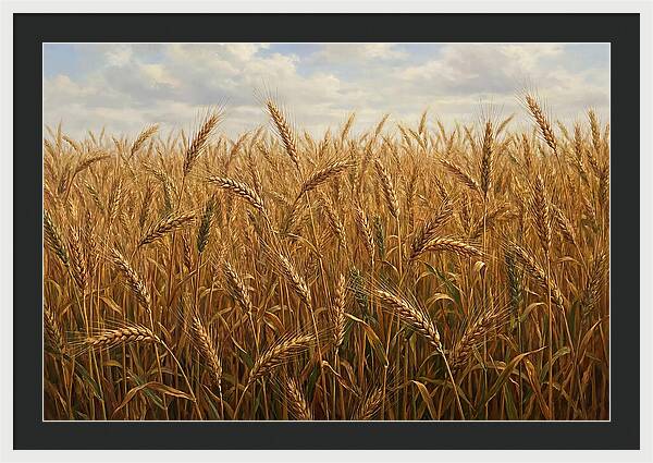 Golden Grain Field Serenity
