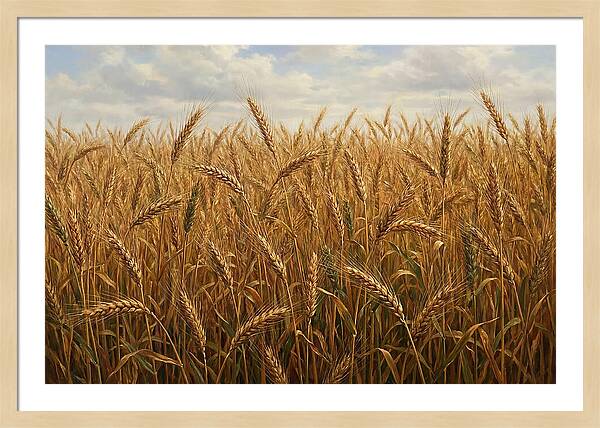 Golden Grain Field Serenity