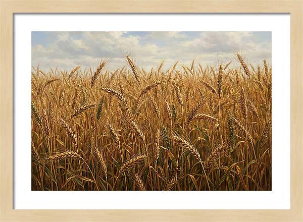 Golden Grain Field Serenity