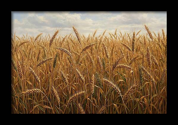 Golden Grain Field Serenity