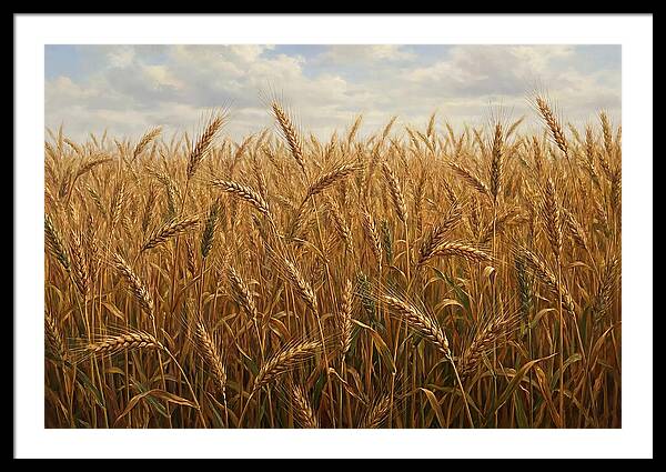 Golden Grain Field Serenity