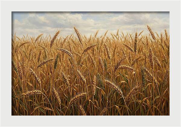 Golden Grain Field Serenity