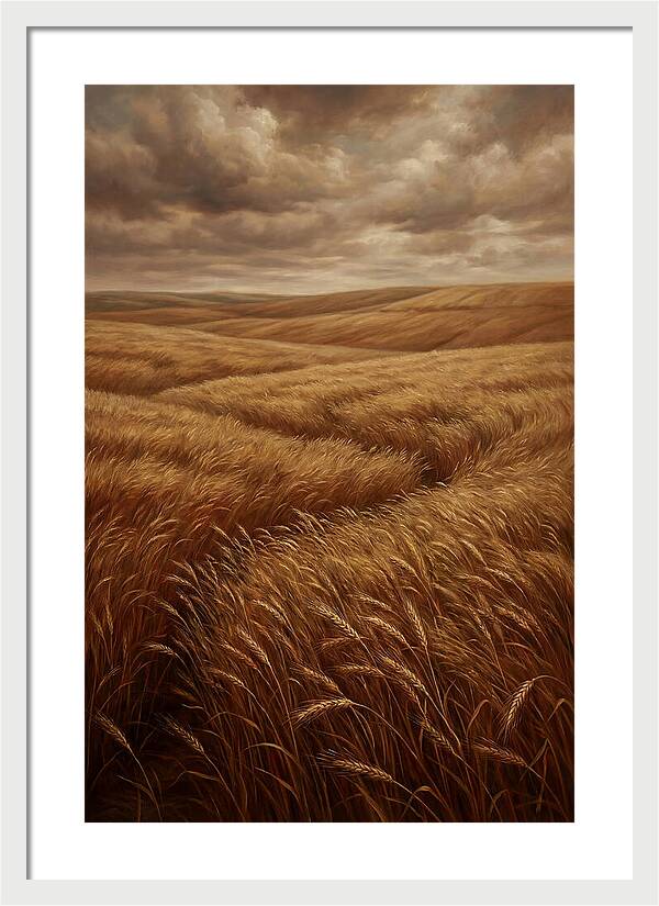 Golden Grain Fields Under Cloudy Skies
