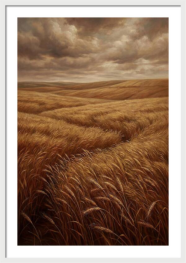 Golden Grain Fields Under Cloudy Skies