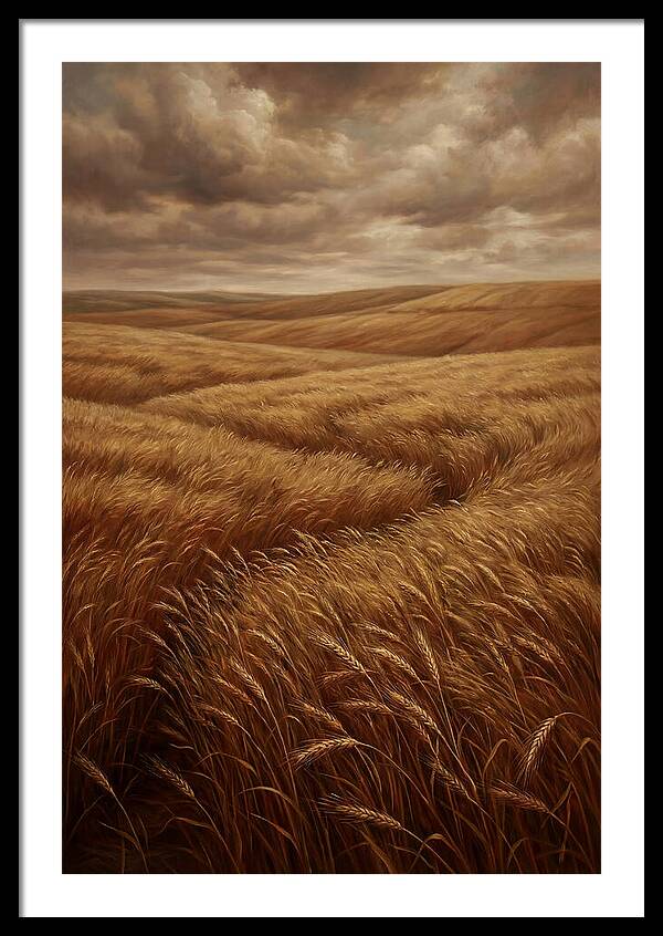 Golden Grain Fields Under Cloudy Skies