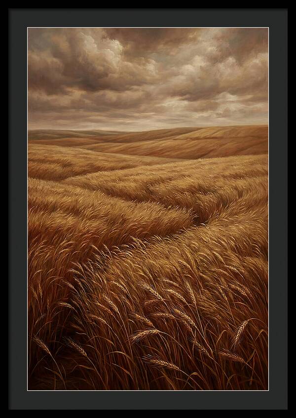 Golden Grain Fields Under Cloudy Skies
