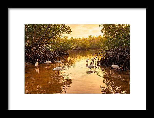 Golden Hour Ibis Gathering