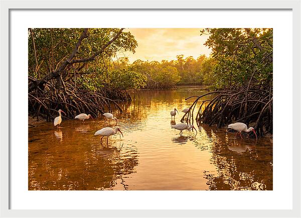 Golden Hour Ibis Gathering