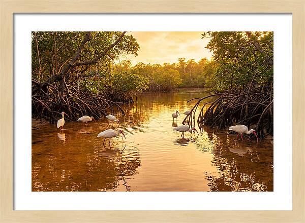 Golden Hour Ibis Gathering