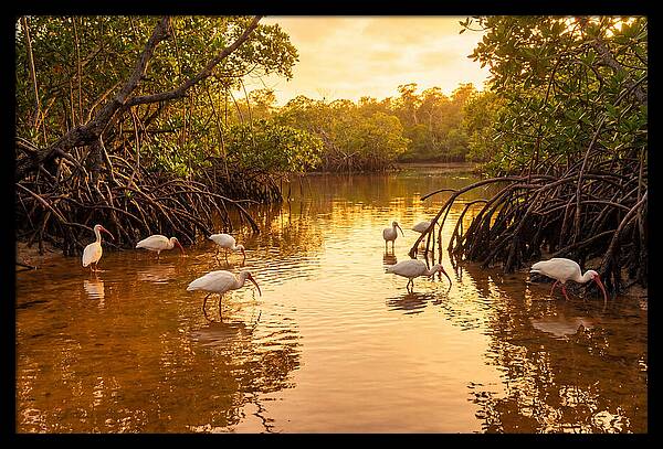 Golden Hour Ibis Gathering