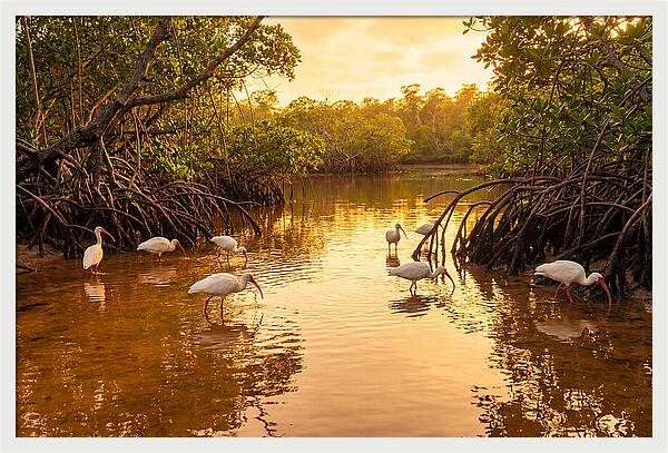 Golden Hour Ibis Gathering