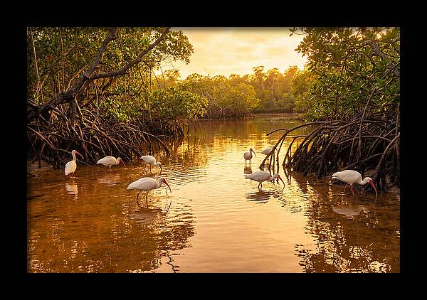 Golden Hour Ibis Gathering