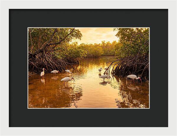 Golden Hour Ibis Gathering