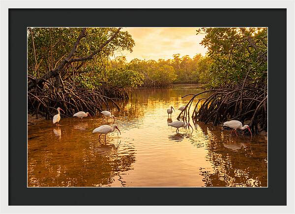 Golden Hour Ibis Gathering