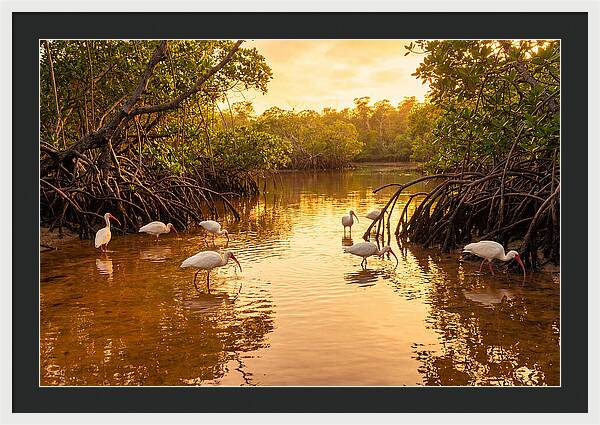 Golden Hour Ibis Gathering