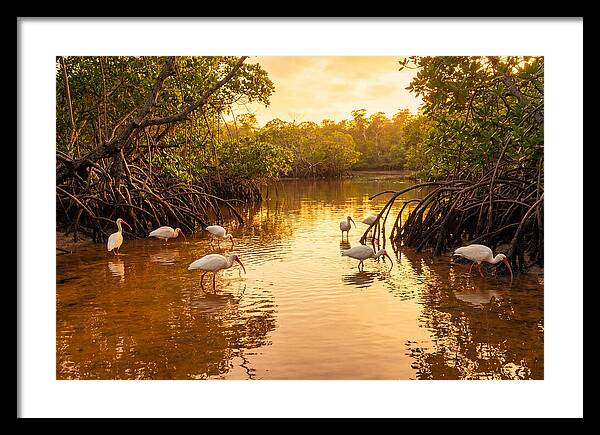 Golden Hour Ibis Gathering