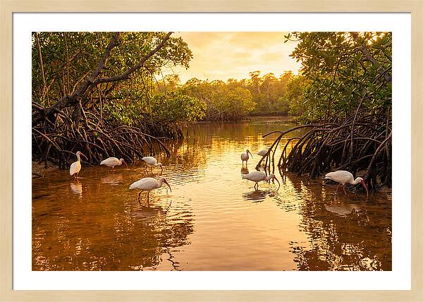 Golden Hour Ibis Gathering