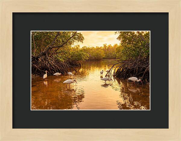Golden Hour Ibis Gathering