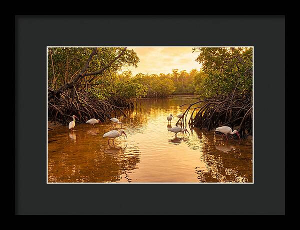 Golden Hour Ibis Gathering