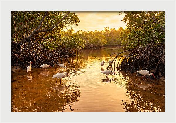 Golden Hour Ibis Gathering