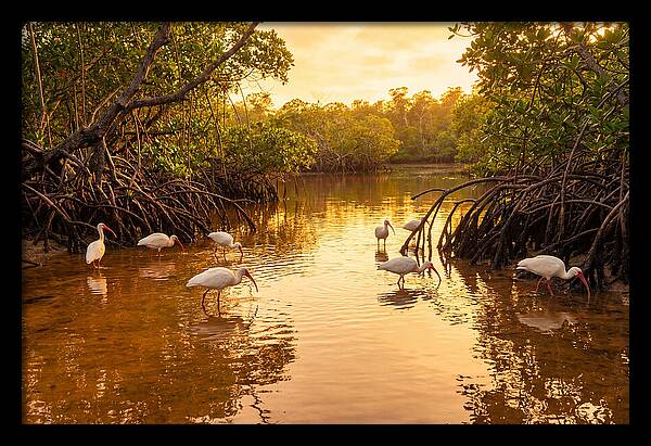 Golden Hour Ibis Gathering