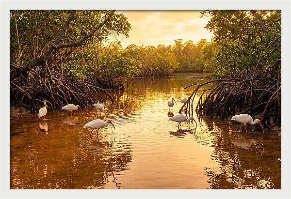 Golden Hour Ibis Gathering