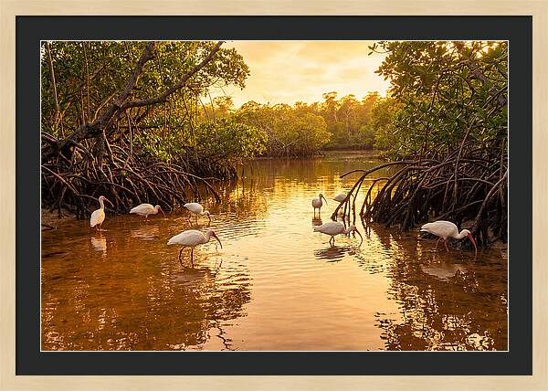 Golden Hour Ibis Gathering