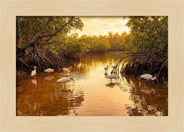 Golden Hour Ibis Gathering
