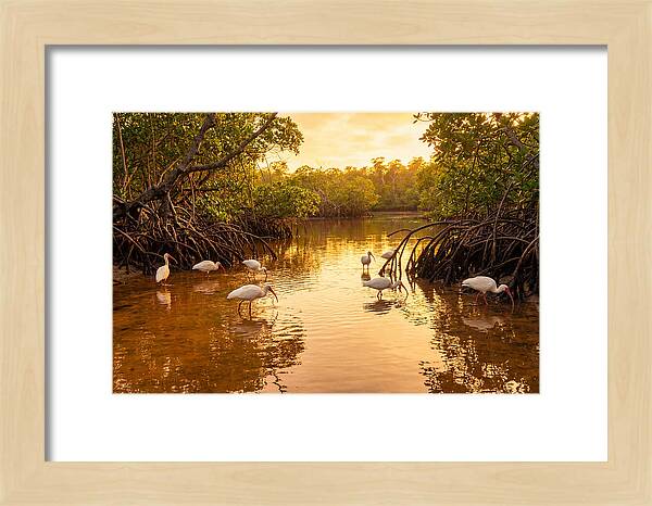 Golden Hour Ibis Gathering