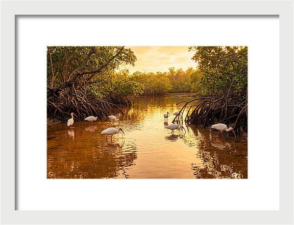 Golden Hour Ibis Gathering